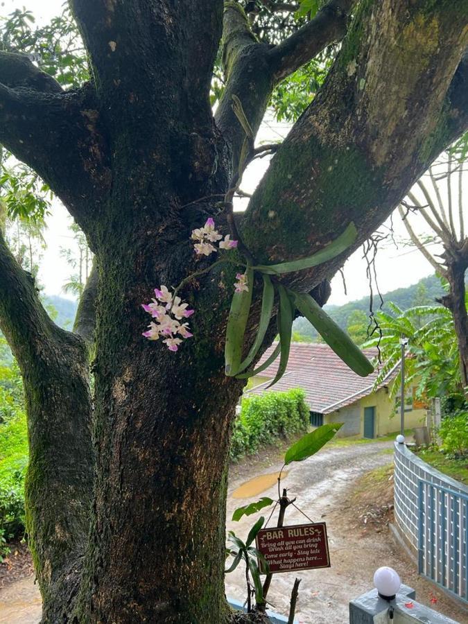 Darshan'S Home Stay Madikeri Eksteriør billede